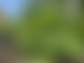 Welcome to Holistic Haylee: My Journey & My Top 5 Organic Hair Products