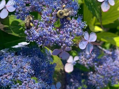 Pollinators in Action
