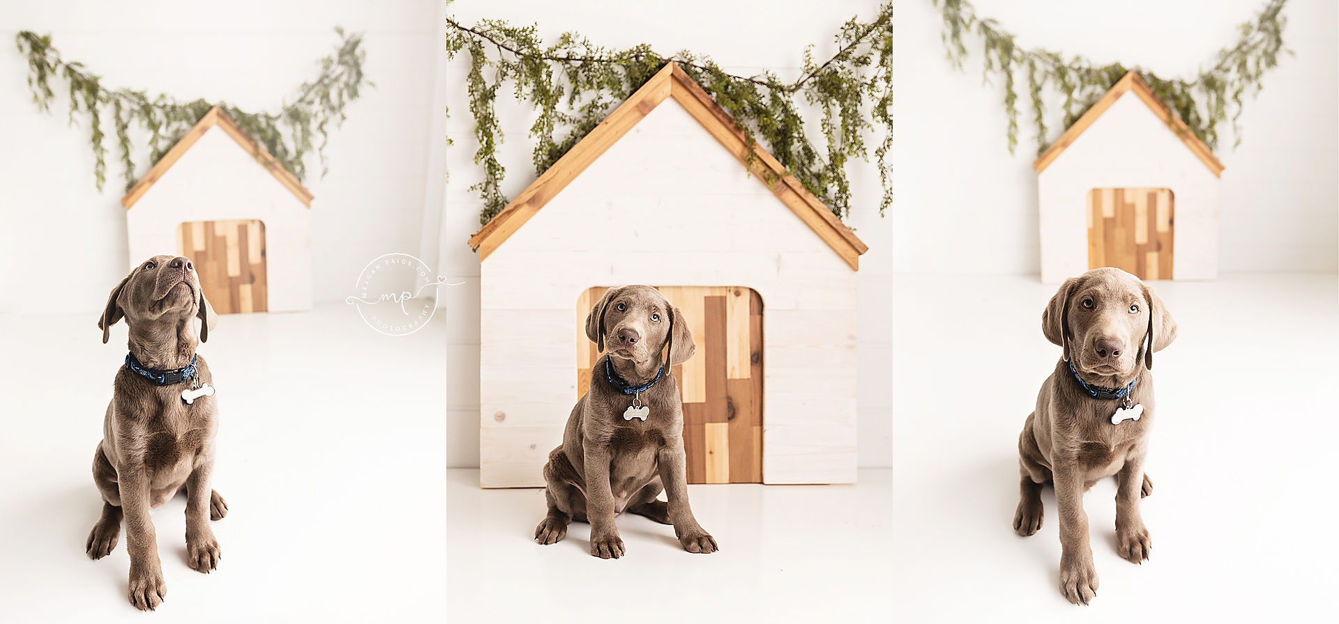 Silver Lab - Diesel - Calgary Pet Photographer - Meagan Paige Photography