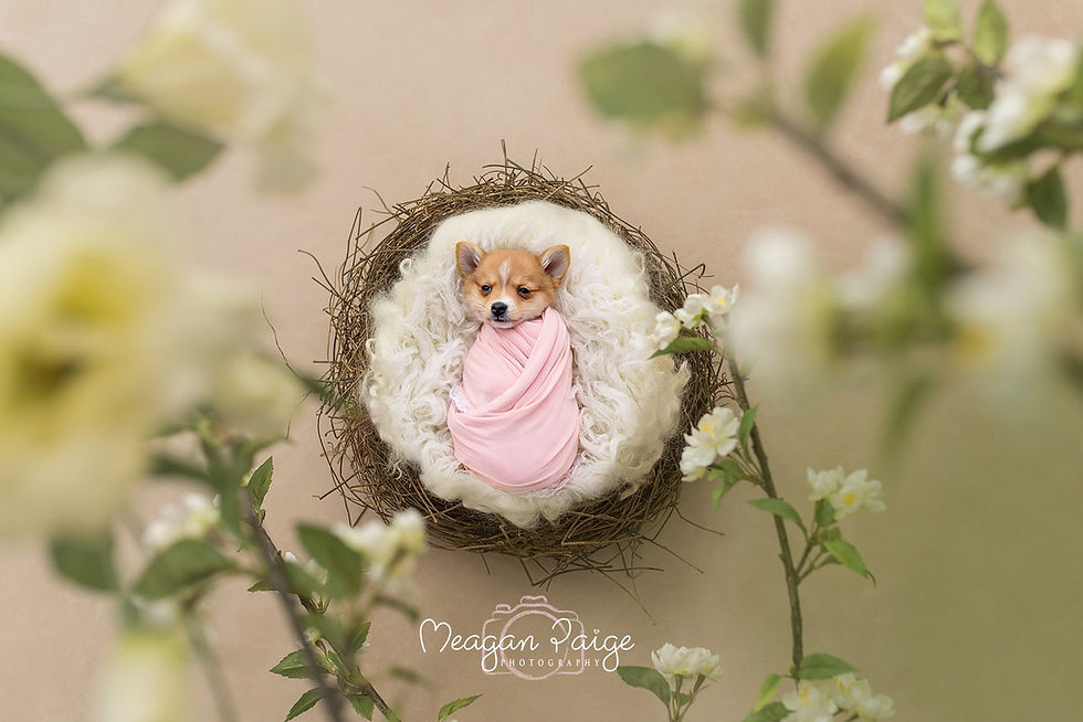 This Newborn Puppy Photo Shoot will MAKE YOUR DAY!!