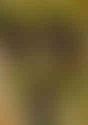 Kali + Broc's Sunflower Field Session | Airdrie + Calgary Engagement Photographer