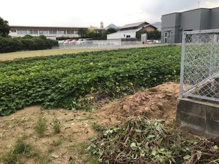 芋畑