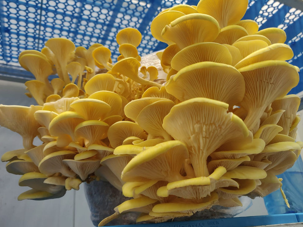 אוזנית צדף צהובה - מזרע מאוכלס