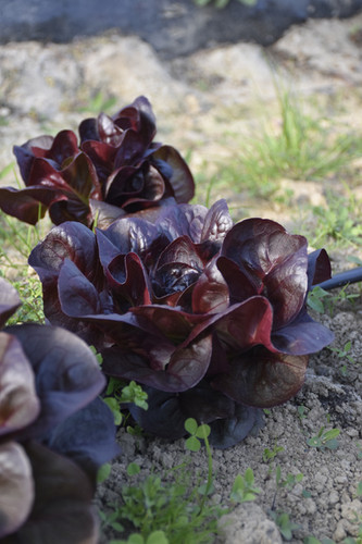 salade-laitue-rouge-bio-par-caisse-de-8p-les-fraises-d-adam-et-ses