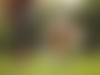 Top Tips for Using Dog Sitting Services