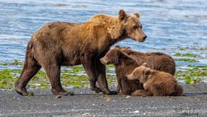 Brown Bears in the Crosshairs of the Johnson Tract Mine Project