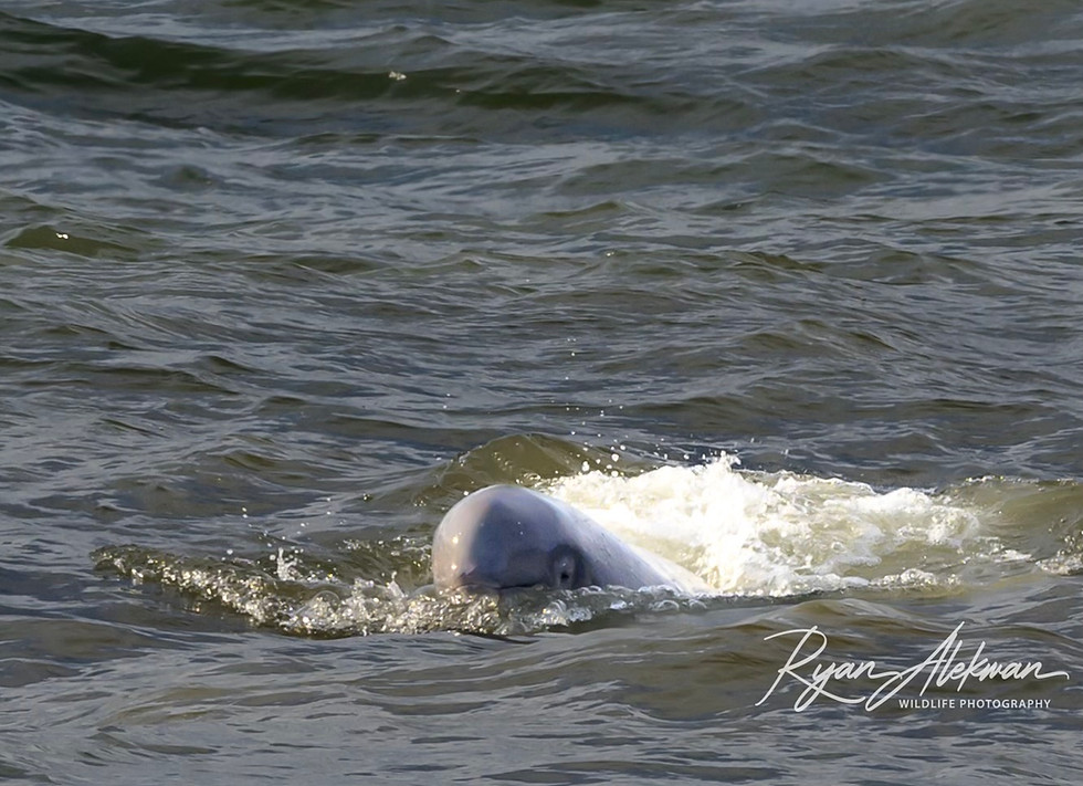 Beluga Photo - Ryan Alekman.jpg