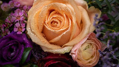 Choosing Roses for Weddings