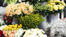 Dealing with the Heat: Conditioning Flowers