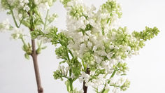 Spring Flowers - Tall and Slender