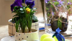 Flowering Bulbs for Easter