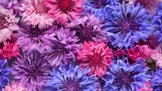 Cornflowers - Blue and Beautiful
