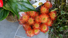 Firework Flowers