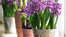 Handsome Hyacinths featuring Floristry Tips from Su Whale