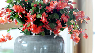 A Cactus for Christmas