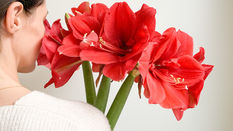 Hippeastrum featuring Floristry Tips from Su Whale