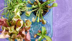 Carnivorous Plants