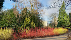 Striking Stems - Using Cornus
