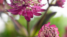 Bee-Friendly Flowers