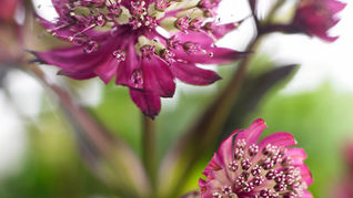 Bee-Friendly Flowers