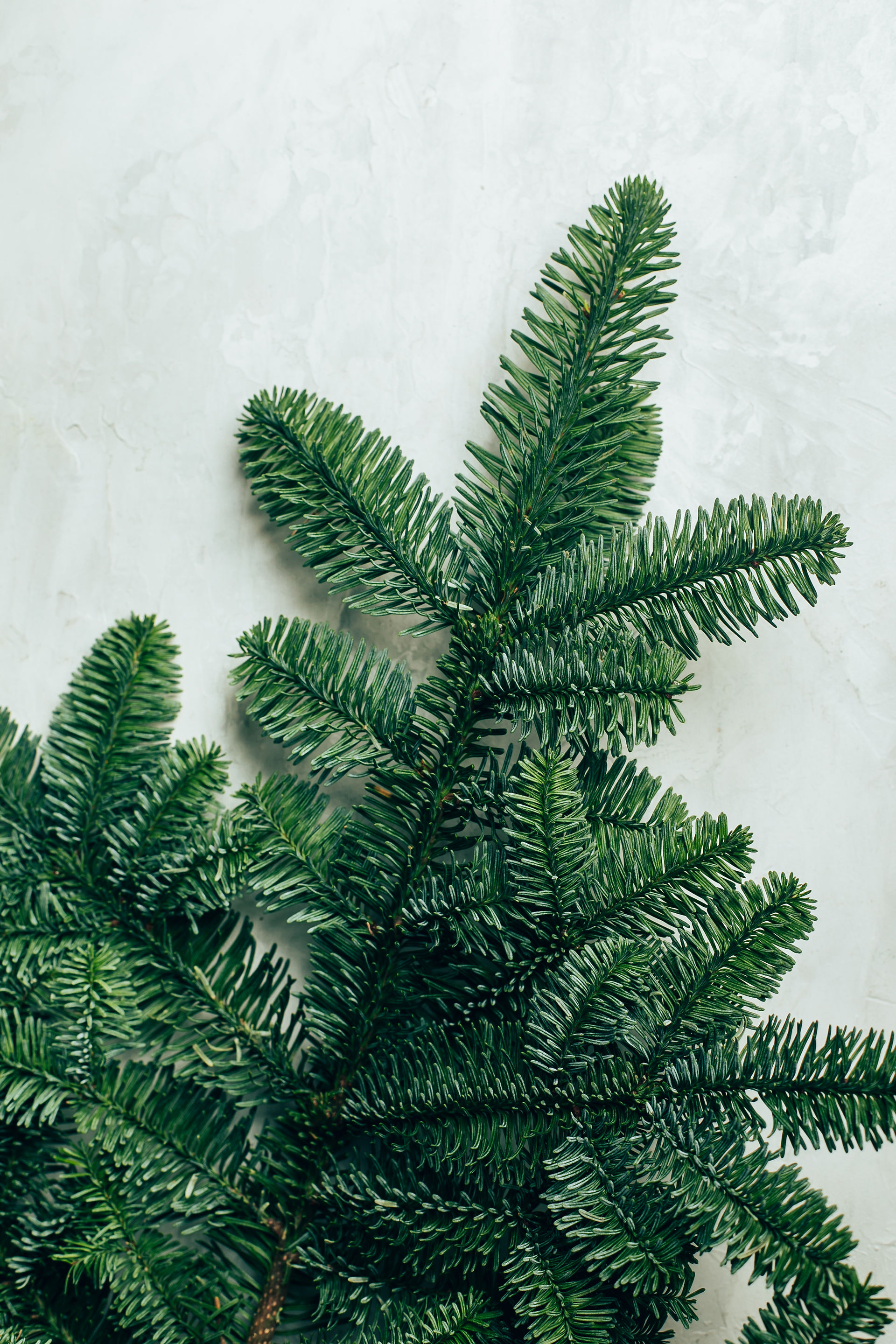 Noble Fir (Abies procera)
