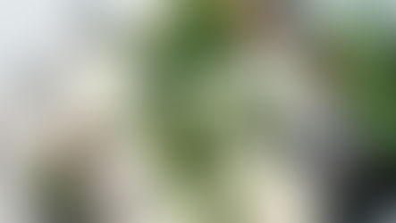 Winter Flowers and Foliage in Designs