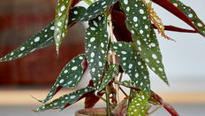 Polka Dot Begonia