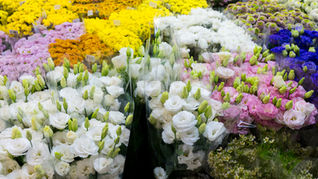 Why Flowers Wilt Faster in Warm Weather - Tips to Slow This Process Down
