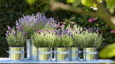 Purple Haze - Loving Lavender