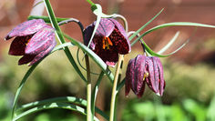 Spring's Secret: Fritillaria