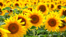 Glorious Sunflowers with Floristry Tips from Su Whale