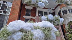 Gypsophila: Seasonal Flower of the Summer