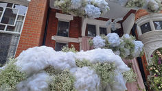 Gypsophila: Seasonal Flower of the Summer