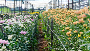 Understanding the Carbon Footprint of Different Stems