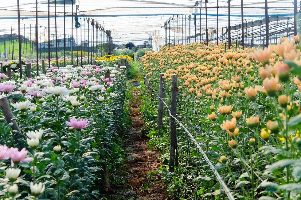 Understanding the Carbon Footprint of Different Stems