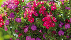 Let Loose with Scissors: Sweet, sweet Williams