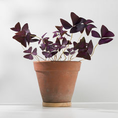 Plants Inside & Out - Oxalis and Pampas Grass