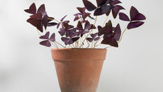 Plants Inside & Out - Oxalis and Pampas Grass