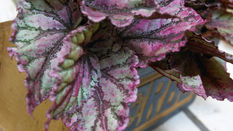 Houseplants with Autumn Allure