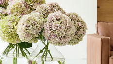 Designing with Hydrangea featuring Floristry Tips from Su Whale