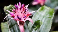 Bromeliads: Nature’s Natural Fireworks featuring Floristry Tips from Su Whale