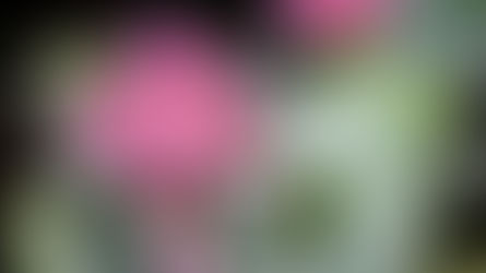 Bromeliads: Nature’s Natural Fireworks featuring Floristry Tips from Su Whale