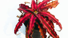 Horrible Houseplants! Halloween Inspiration Perfect for Impulse Sales
