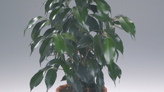 Houseplant Guide – All About Ficus