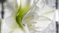 January's Floral Stars