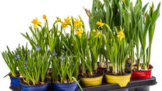 How To Plant and Promote Spring Flowering Bulbs