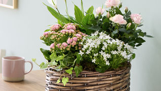 The Importance of Planted Arrangements