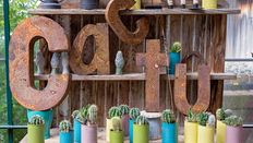 Summer Houseplants: Cacti