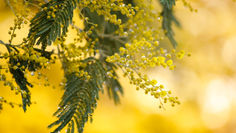 Let Loose with Scissors: Marvellous Mimosa