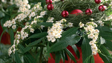 Flower of the Month: Euphorbia fulgens